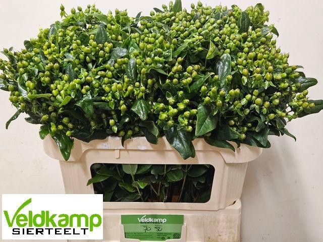 <h4>HYP MAG EMERALD FALL</h4>