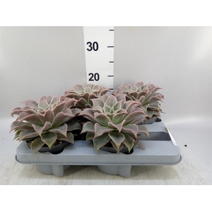 Echeveria   ...
