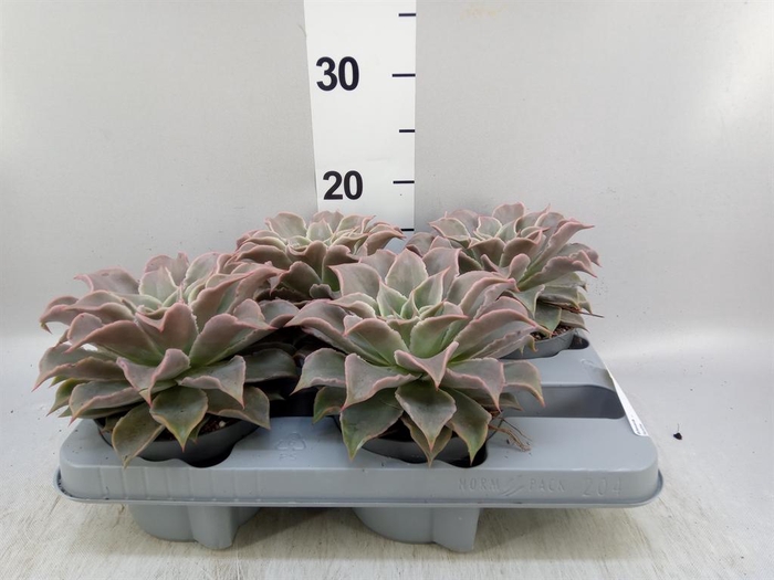 <h4>Echeveria ...</h4>