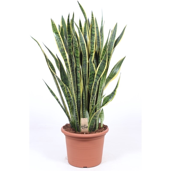 <h4>Sansevieria Laurentii</h4>