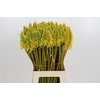 Kniphofia Eycone Yellow