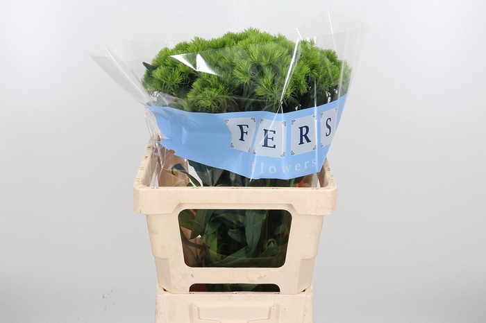 <h4>Di Barb Green Wicky</h4>