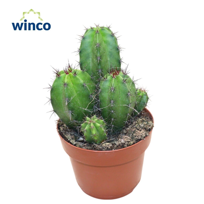 <h4>Polaskia Chichipe</h4>