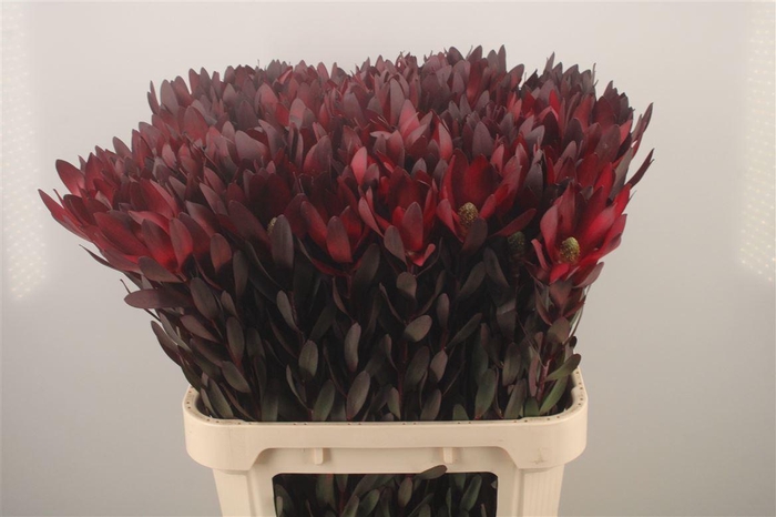 <h4>Leucad Saf Sunset</h4>