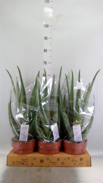 <h4>Aloe vera</h4>