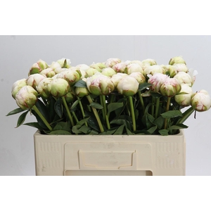 Paeonia Bowl Of Cream