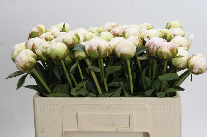 Paeonia Bowl Of Cream