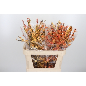 Ilex Vert Gresgold