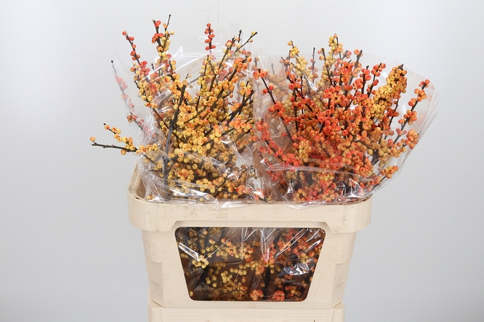 <h4>Ilex Vert Gresgold</h4>