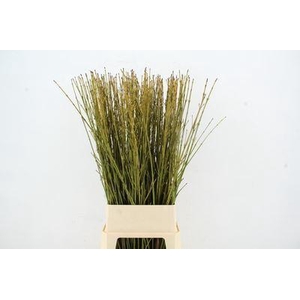 CORNUS SERICEA 'FLAVIRAMEA'