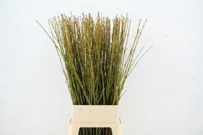 <h4>CORNUS SERICEA 'FLAVIRAMEA'</h4>