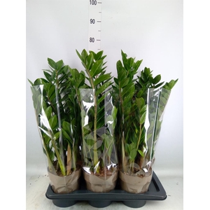 Zamioculcas zamiifolia