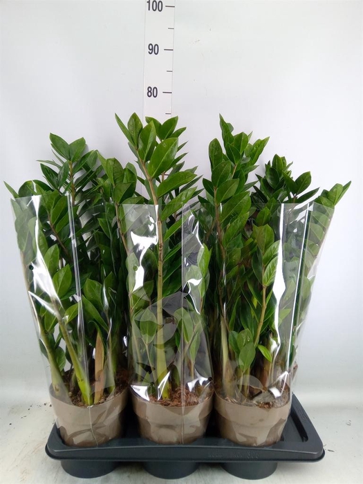 <h4>Zamioculcas zamiifolia</h4>