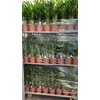 Dypsis Lutescens 20pp P17