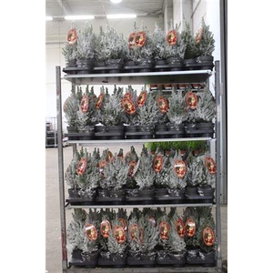 Picea Gl Perfecta Snow + Decoratie