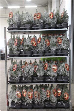 <h4>Picea Gl Perfecta Snow + Decoratie</h4>