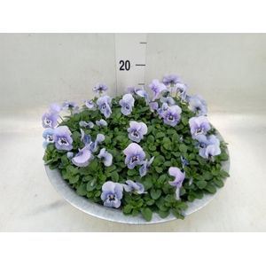 Viola corn. 'Endurio Sky Blue Mart'