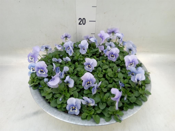 <h4>Viola corn. 'Endurio Sky Blue Mart'</h4>