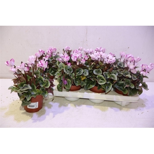 Cycl Kl Metis Fantas