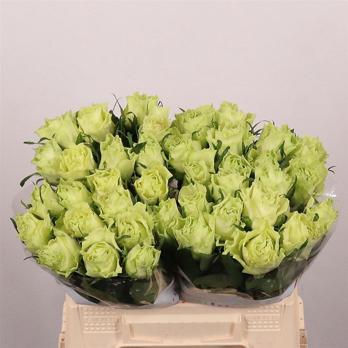 <h4>R Gr Camouflage!</h4>