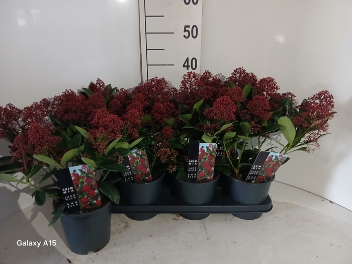 <h4>SKIM JAPONICA</h4>