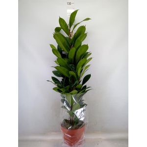 Ficus cyathistipula