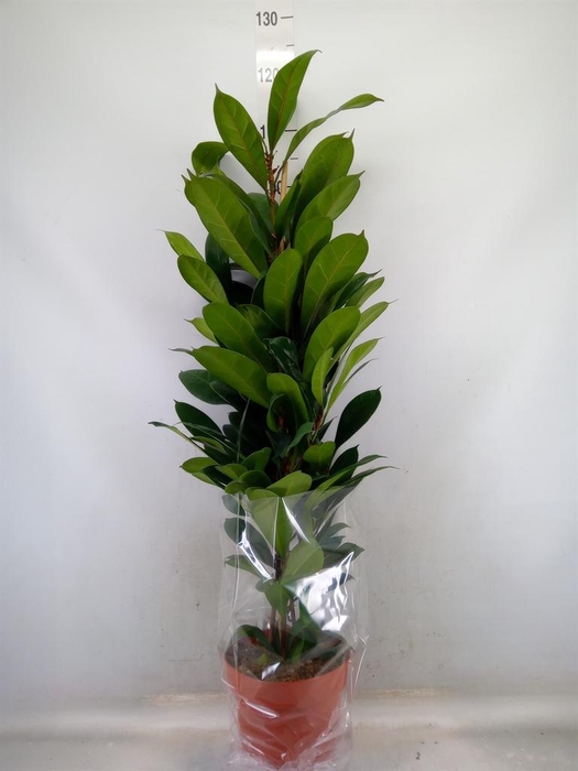 <h4>Ficus cyathistipula</h4>