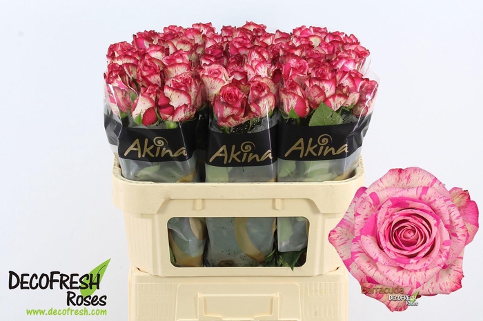 <h4>R Gr Barracuda</h4>