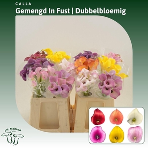Calla Gemengd In Fust