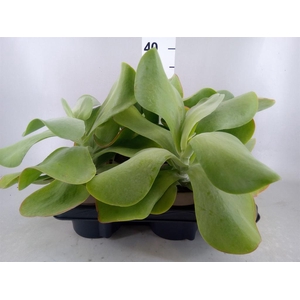 Kalanchoe NF thyrsiflora