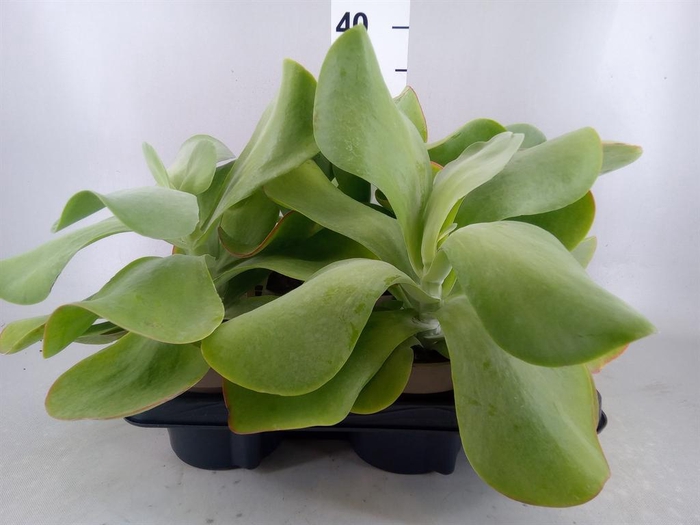 <h4>Kalanchoe NF thyrsiflora</h4>