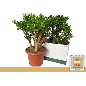 Crassula Ovata 30Ø 65cm