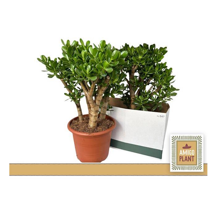 <h4>Crassula Ovata 30Ø 65cm</h4>