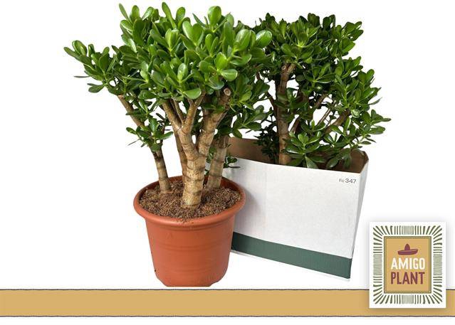 Crassula Ovata 30Ø 65cm