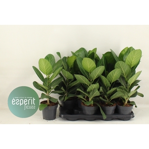 FICUS BENG AUDREY