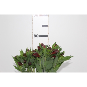 ALSTROEMERIA ANGELINA 080 CM