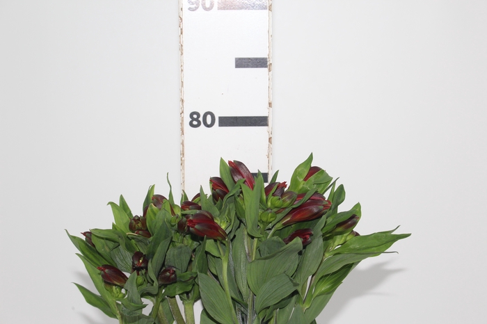 <h4>ALSTROEMERIA ANGELINA 080 CM</h4>