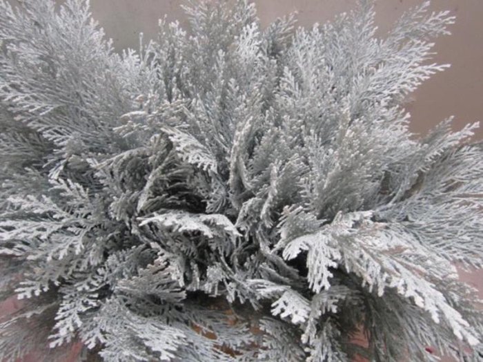 <h4>Conifeer Wit</h4>