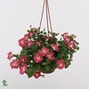 PET FAM CERISE PEARL