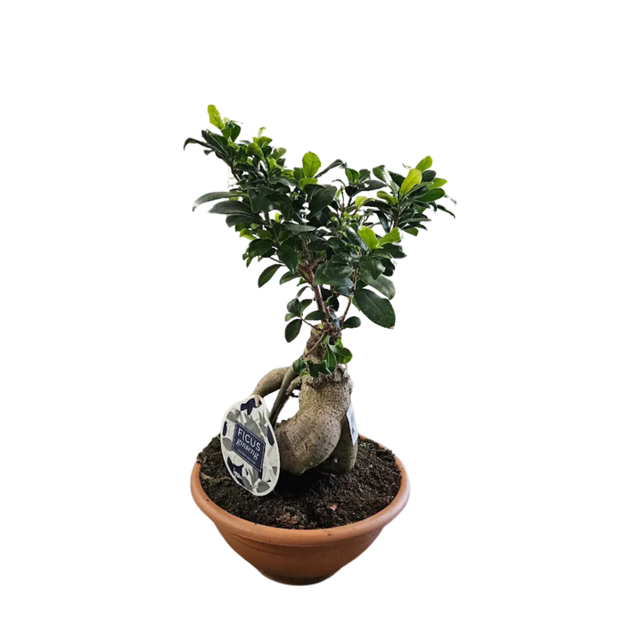 <h4>Ficus microcarpa Ginseng</h4>