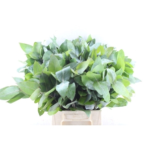 Euca Robusta Potlood Per Stem