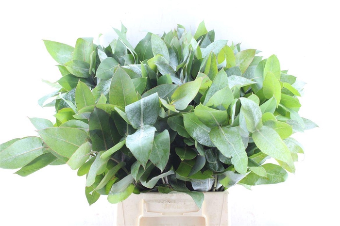 <h4>Euca Robusta Potlood Per Stem</h4>