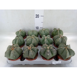 Astrophytum myriostigma