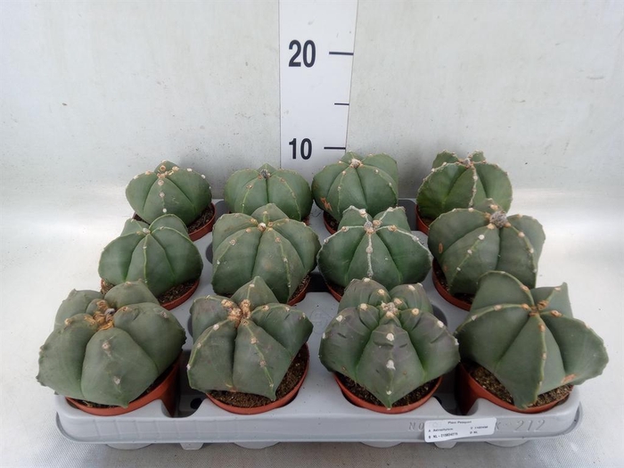 <h4>Astrophytum myriostigma</h4>
