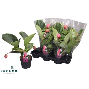 Medinilla Magnifica lambada 14Ø 40cm 2fl