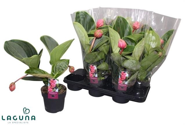 Medinilla Magnifica lambada 14Ø 40cm 2fl