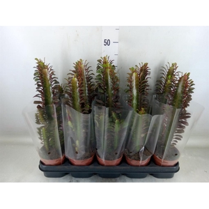 Euphorbia trigona 'Rubra'