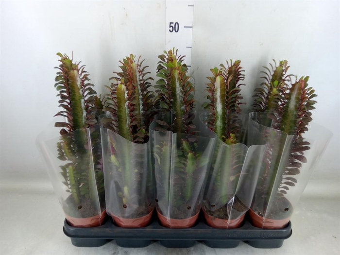 <h4>Euphorbia trigona 'Rubra'</h4>