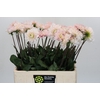 Dahlia Silver Years
