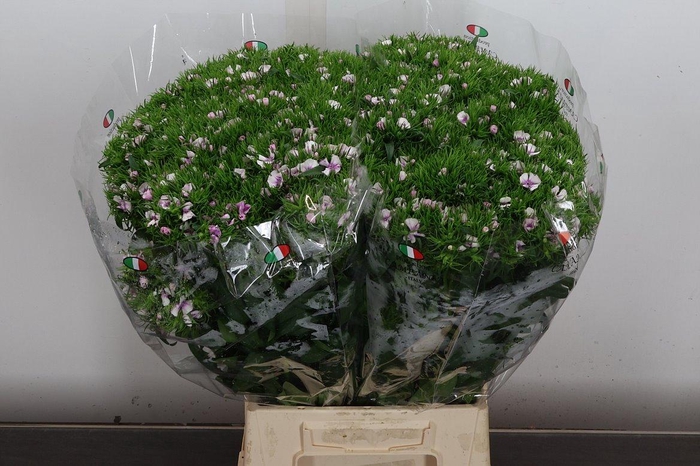 <h4>Di Barb Lilac</h4>